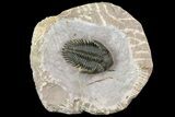 Metacanthina Trilobite - Lghaft, Morocco #153901-1